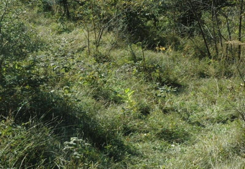 Pronađena konoplja - Pronađena još jedna plantaža konoplje u Hercegovini